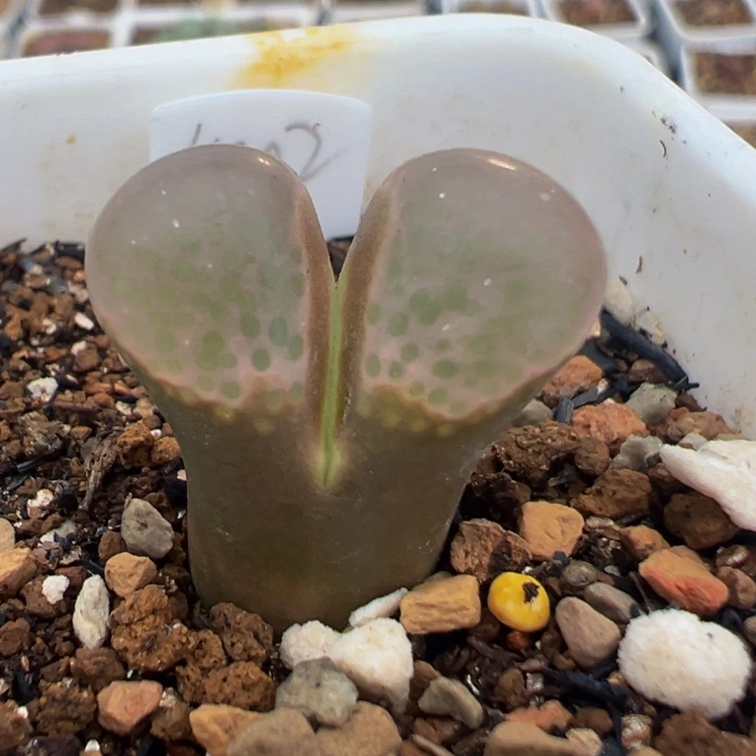 51多肉植物粉眼豆豆1802