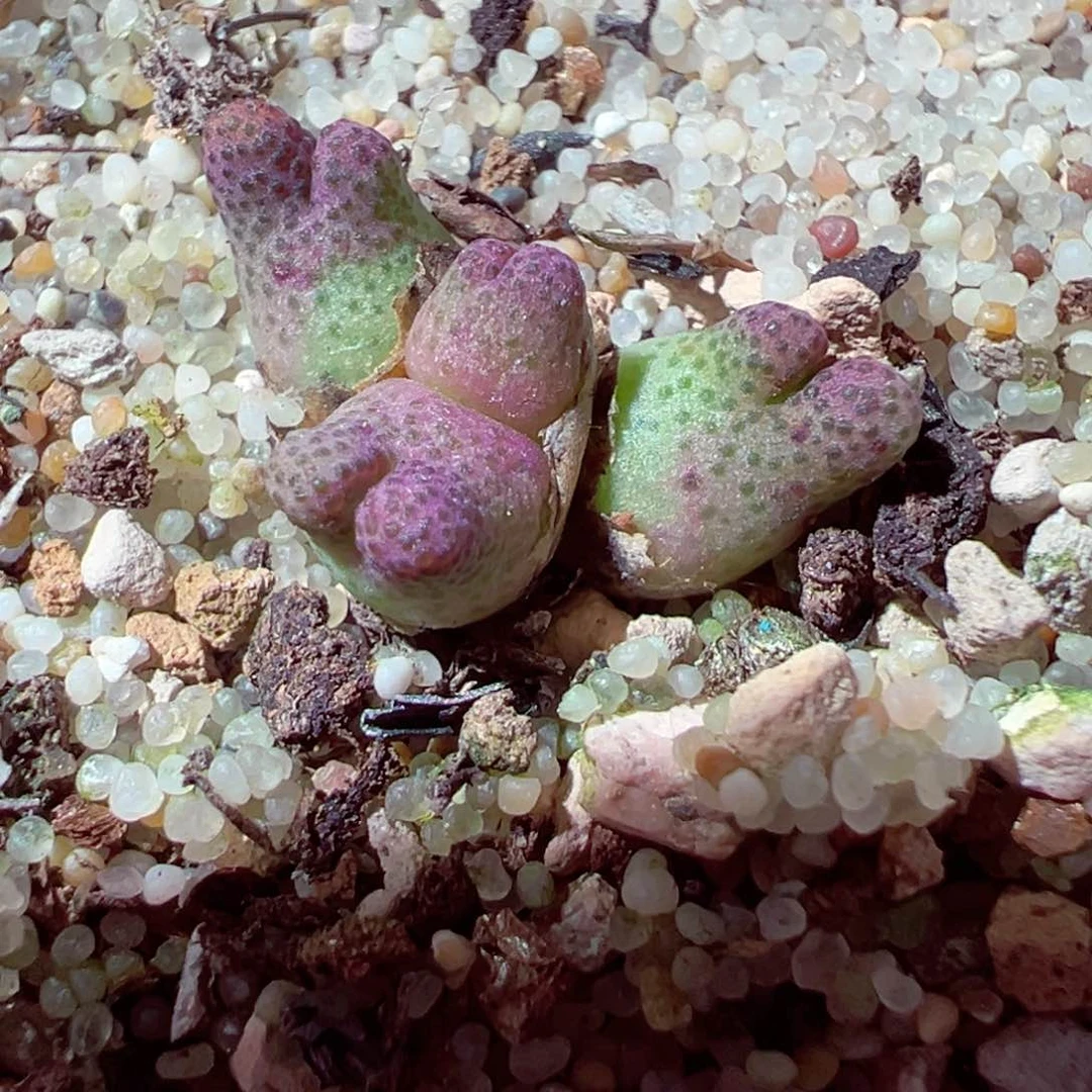 530-677多肉斑马955d