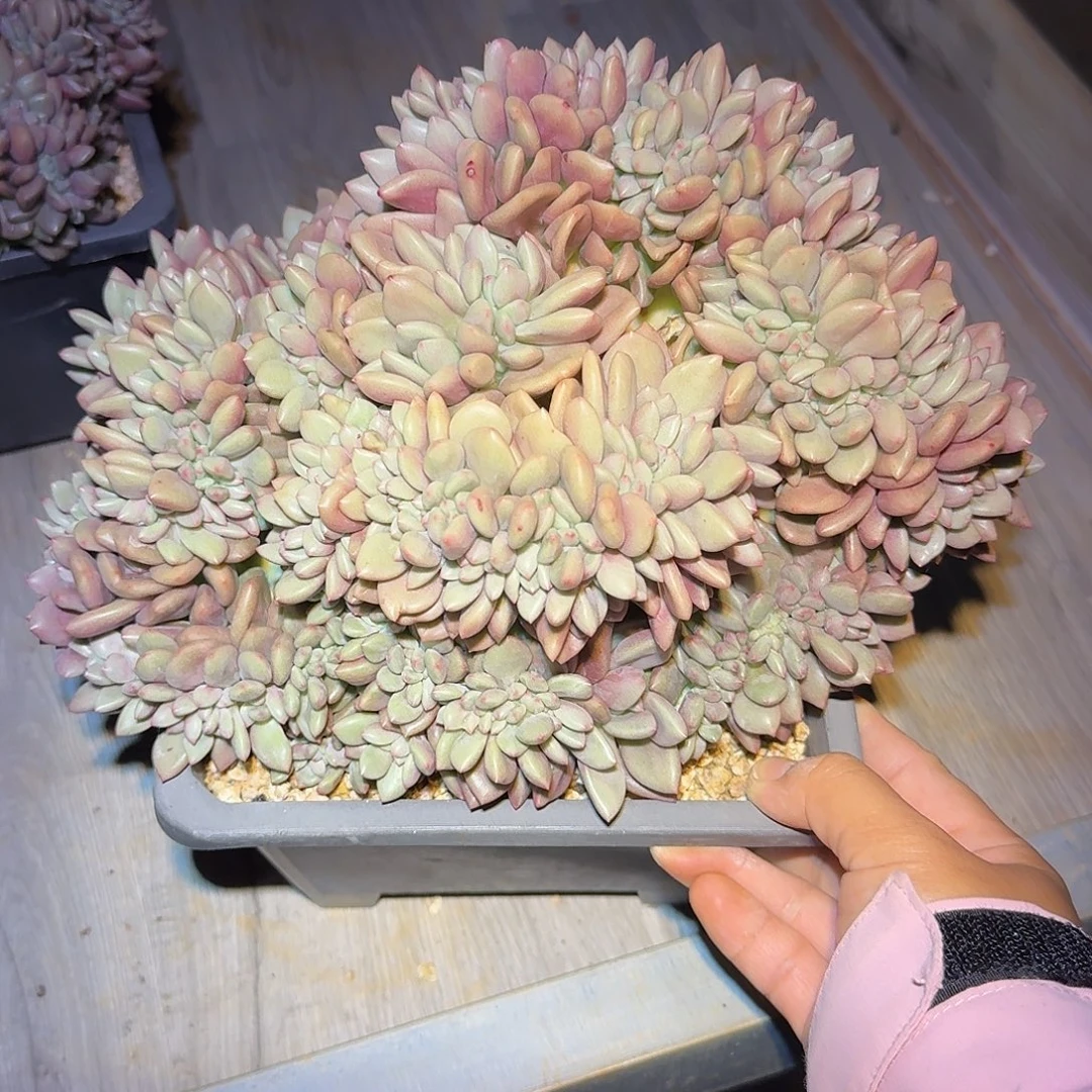 桃花源缀化20公分以上