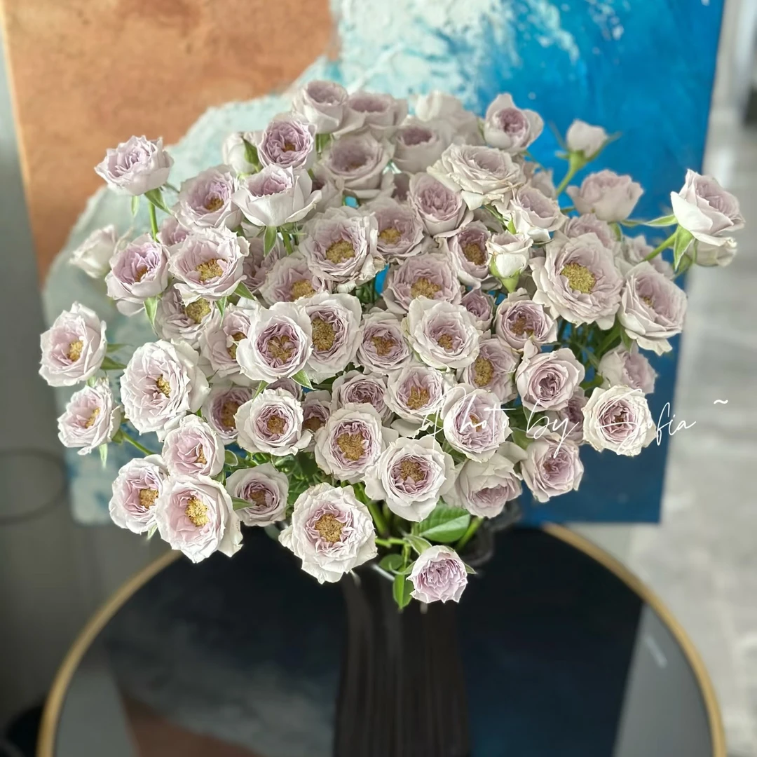 「嘤嘤怪鲜花」星月蓝多头玫瑰云南直发顺丰包邮