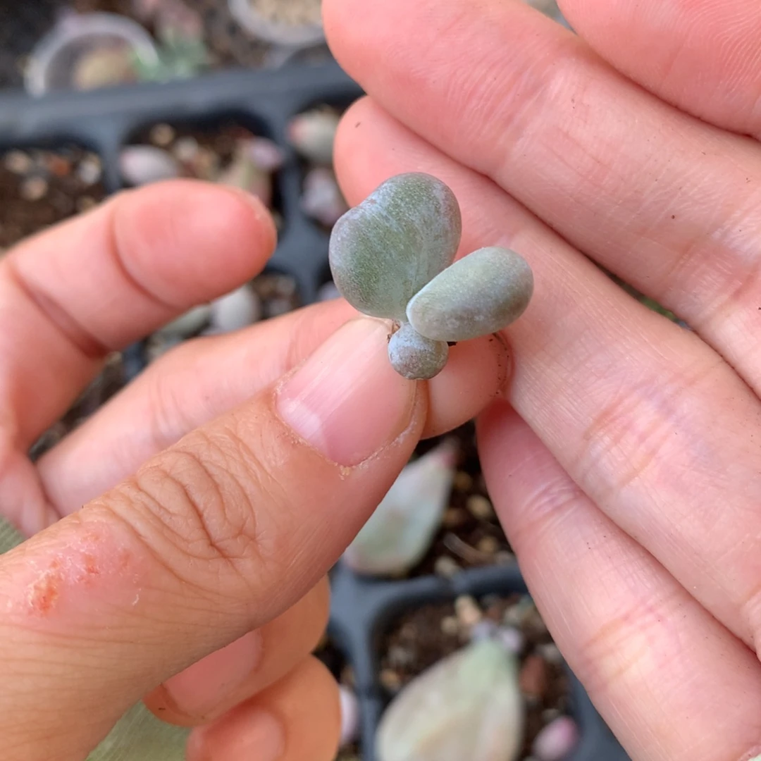 油煎奶酪嚯哈哈哈哈哈