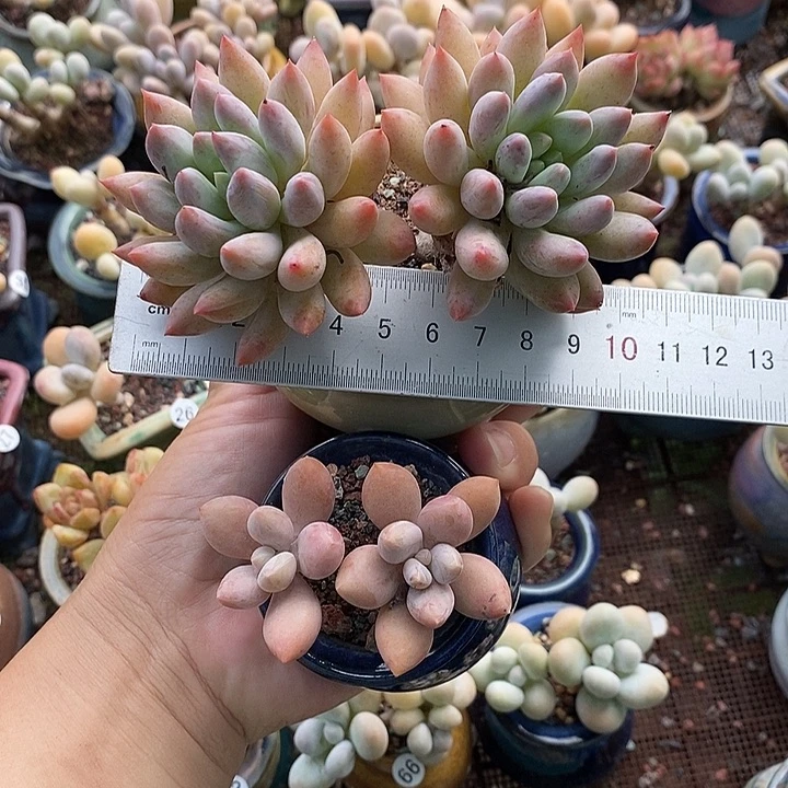 *****一物一拍原盆原土一个没盆