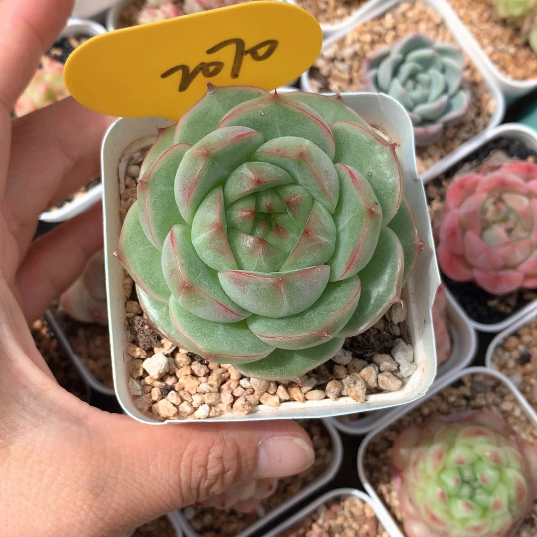 青璃麦秆单头2070