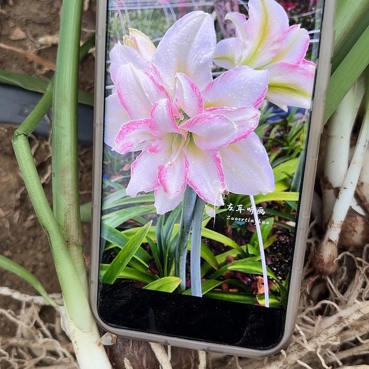 无花朵霓裳包对版6.5左右带一个测