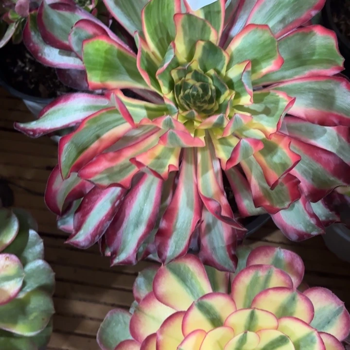 云南红魔女好看18号