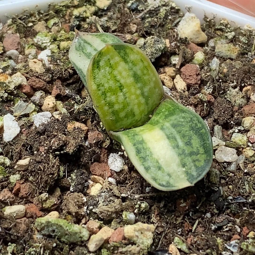 不带盆脱土裸根发货