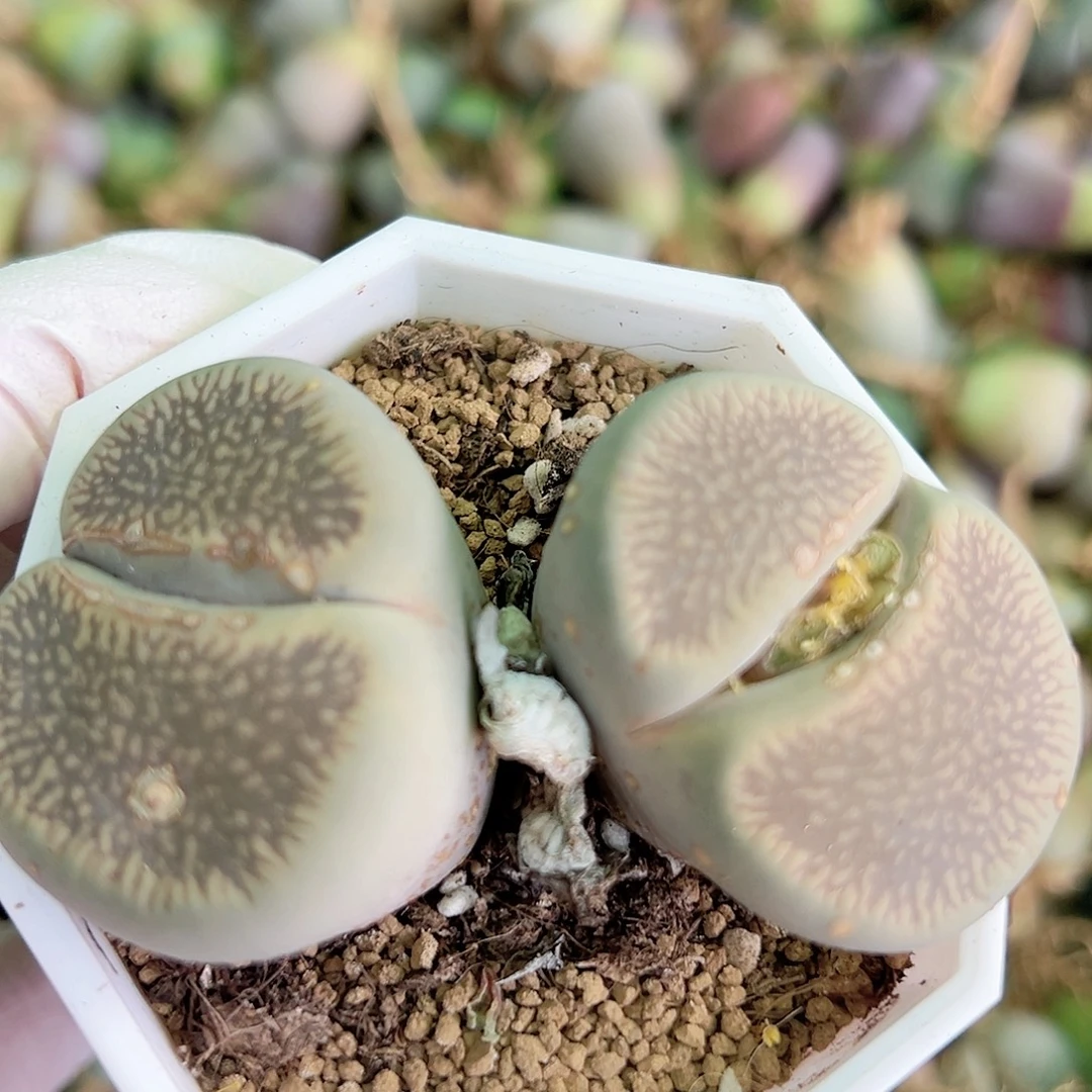 1000 好养易活生石花大母本