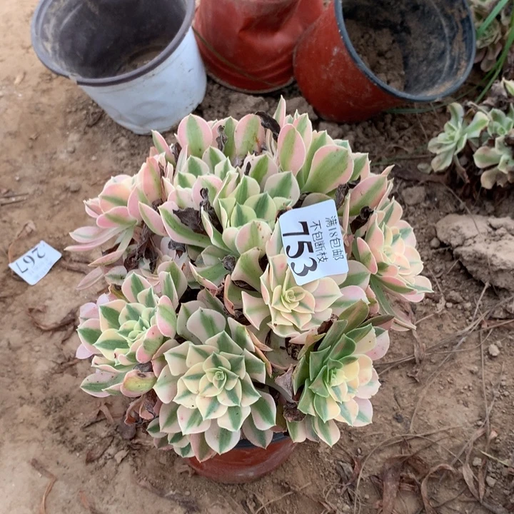 753粉女巫绣球4号
