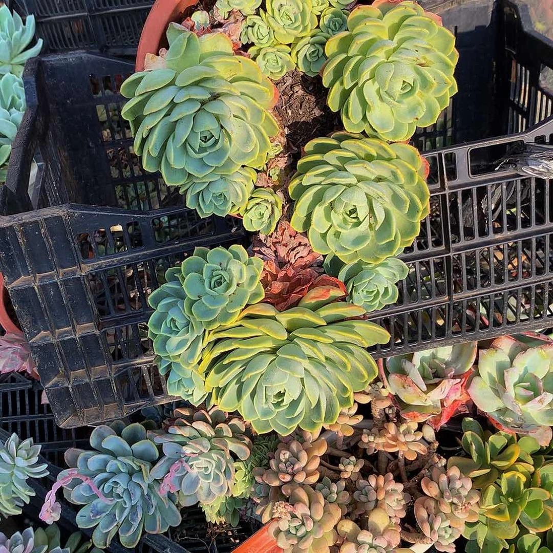 杨*    哈密瓜80037