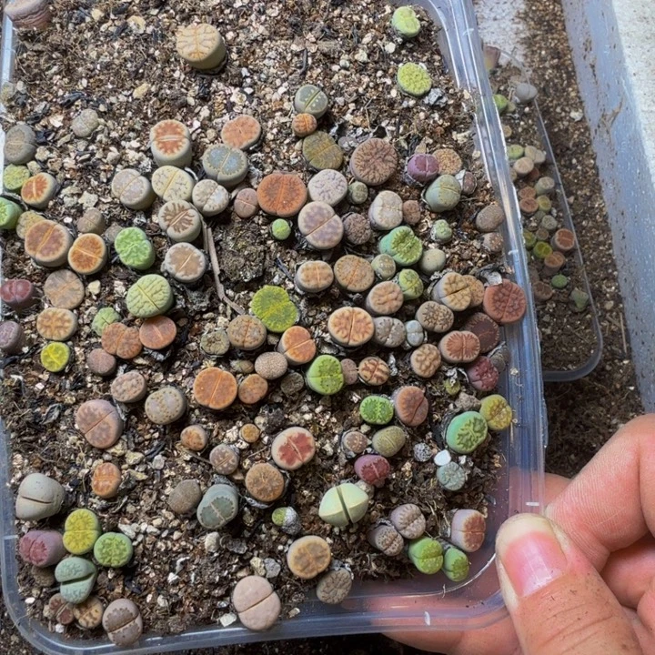 あ***颜多肉植物的生长发育30