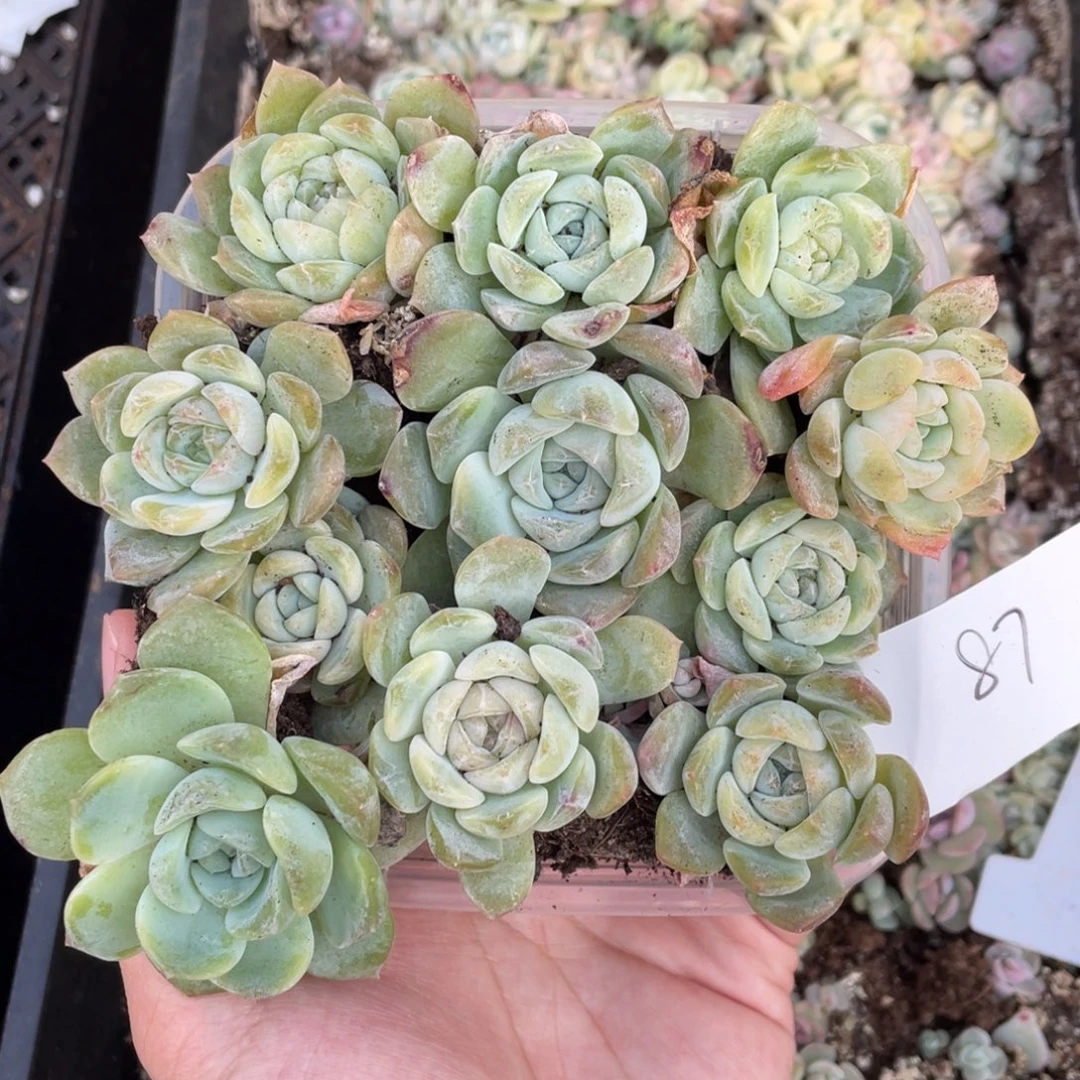 87七妹播种切糕苗苗