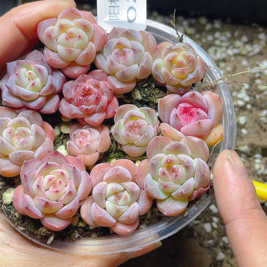 多肉植物多肉植物274