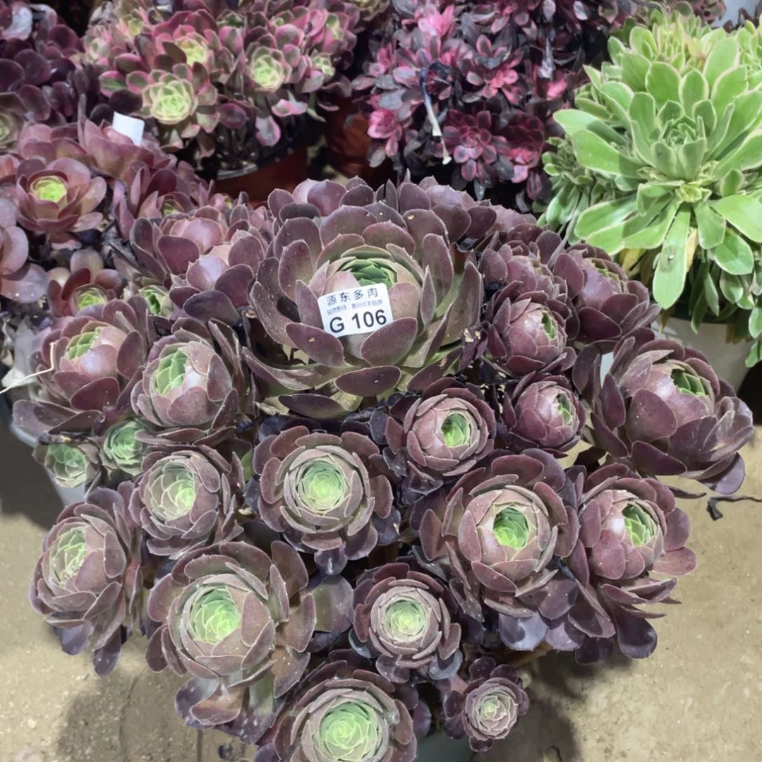 106荷兰多肉法师断枝不包