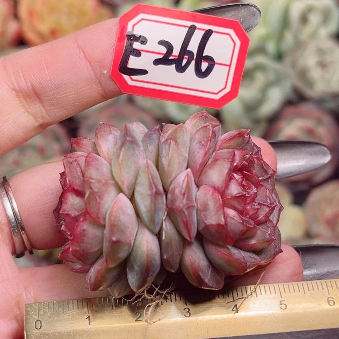 E266一物一拍 烈焰珍妮