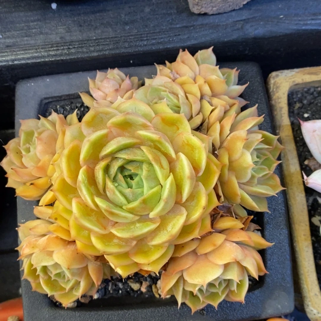 昂斯诺多肉植物盆栽
