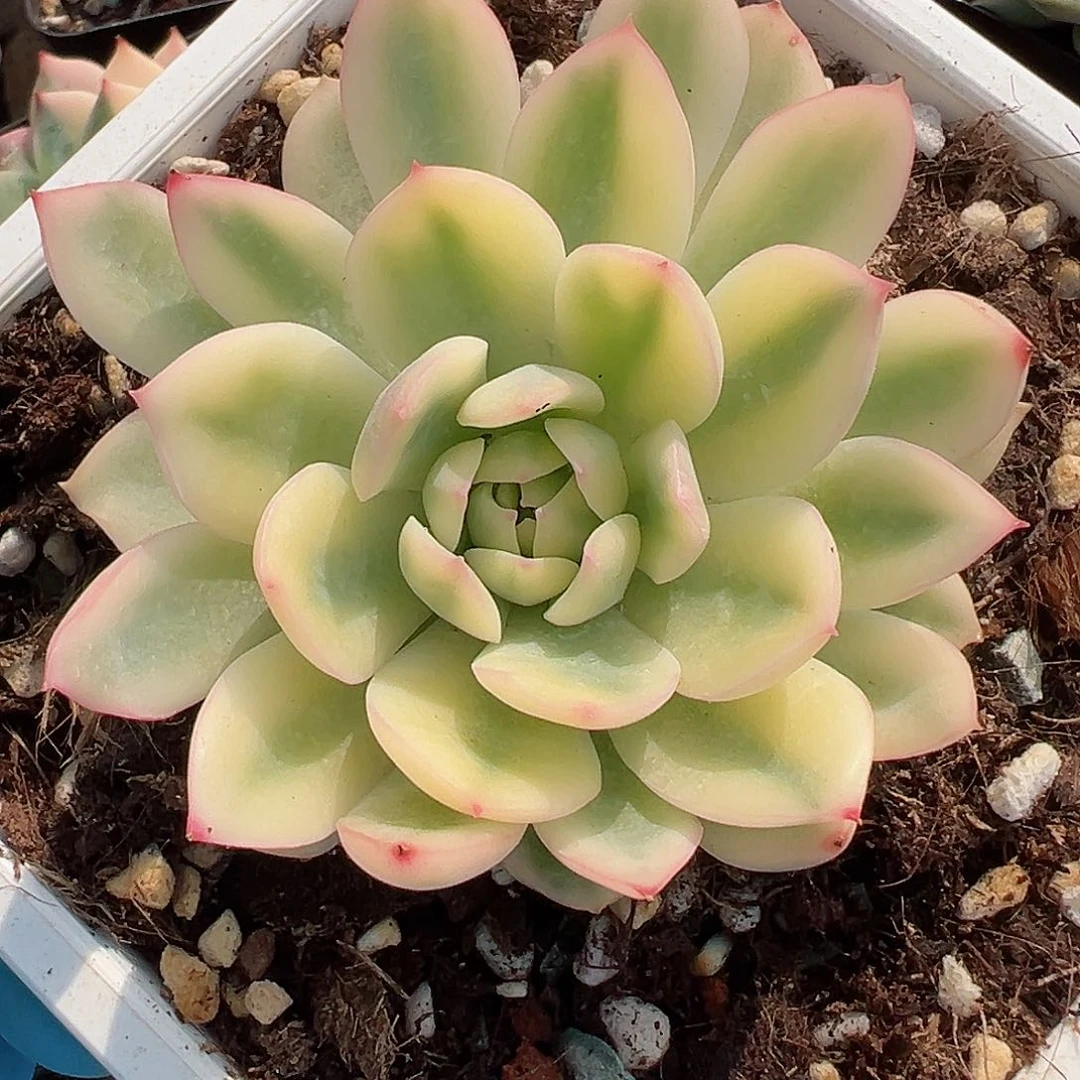 雨燕座锦，覆轮锦