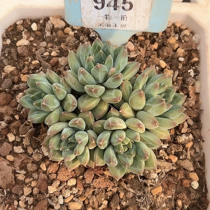 青花瓷群生945号