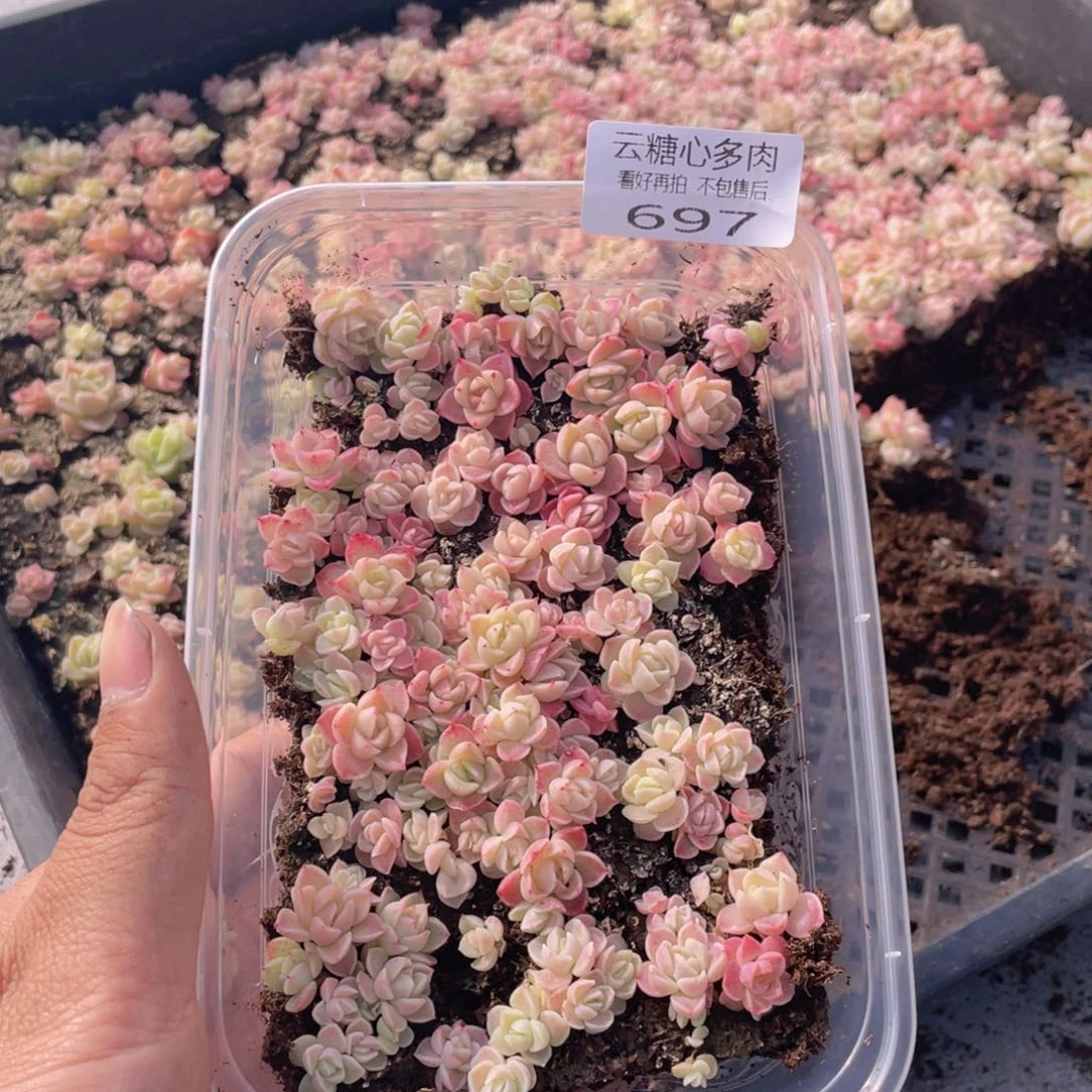 云糖心多肉植物697