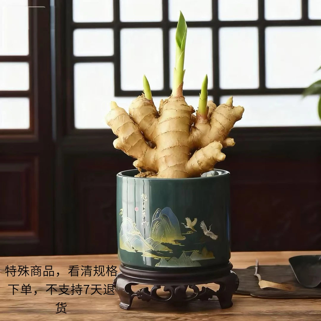 禄根盆栽植带芽室内创意摆放生姜盆栽（非质量问题不支持退货）