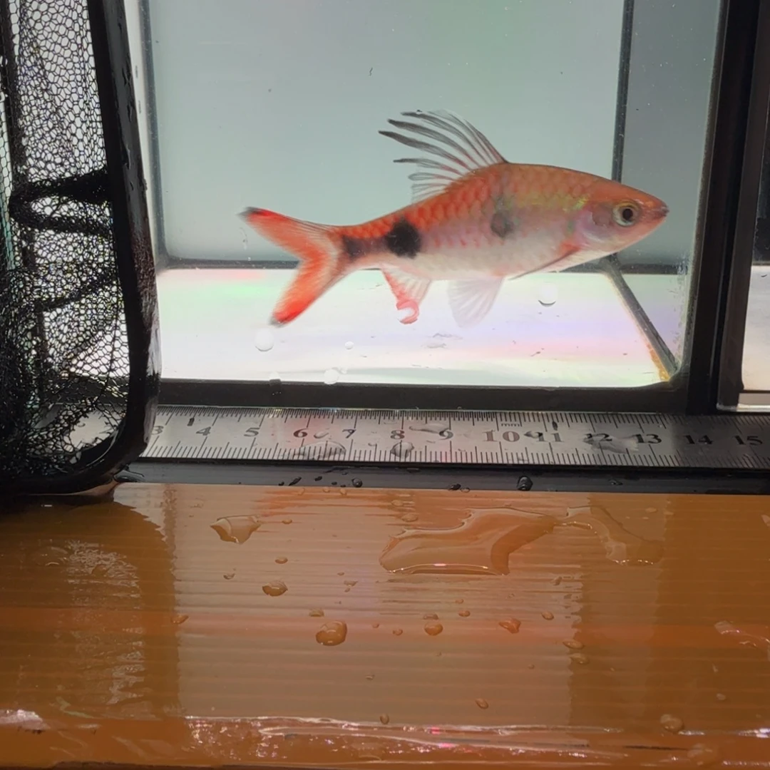 海水克里希那道金斯鲃