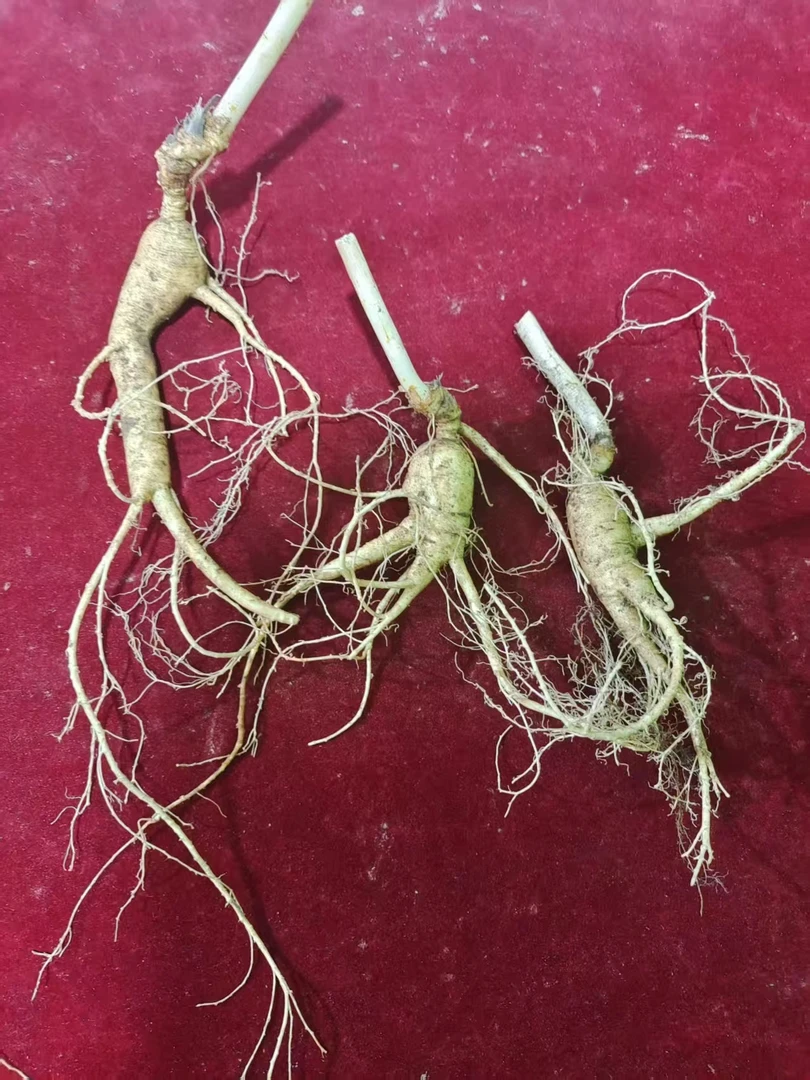 东北长白山林下直播间一物一拍