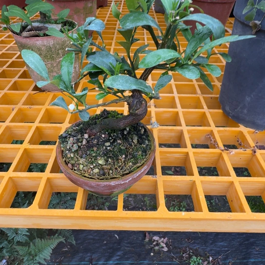 无花朵偶*顺丰到付不包邮