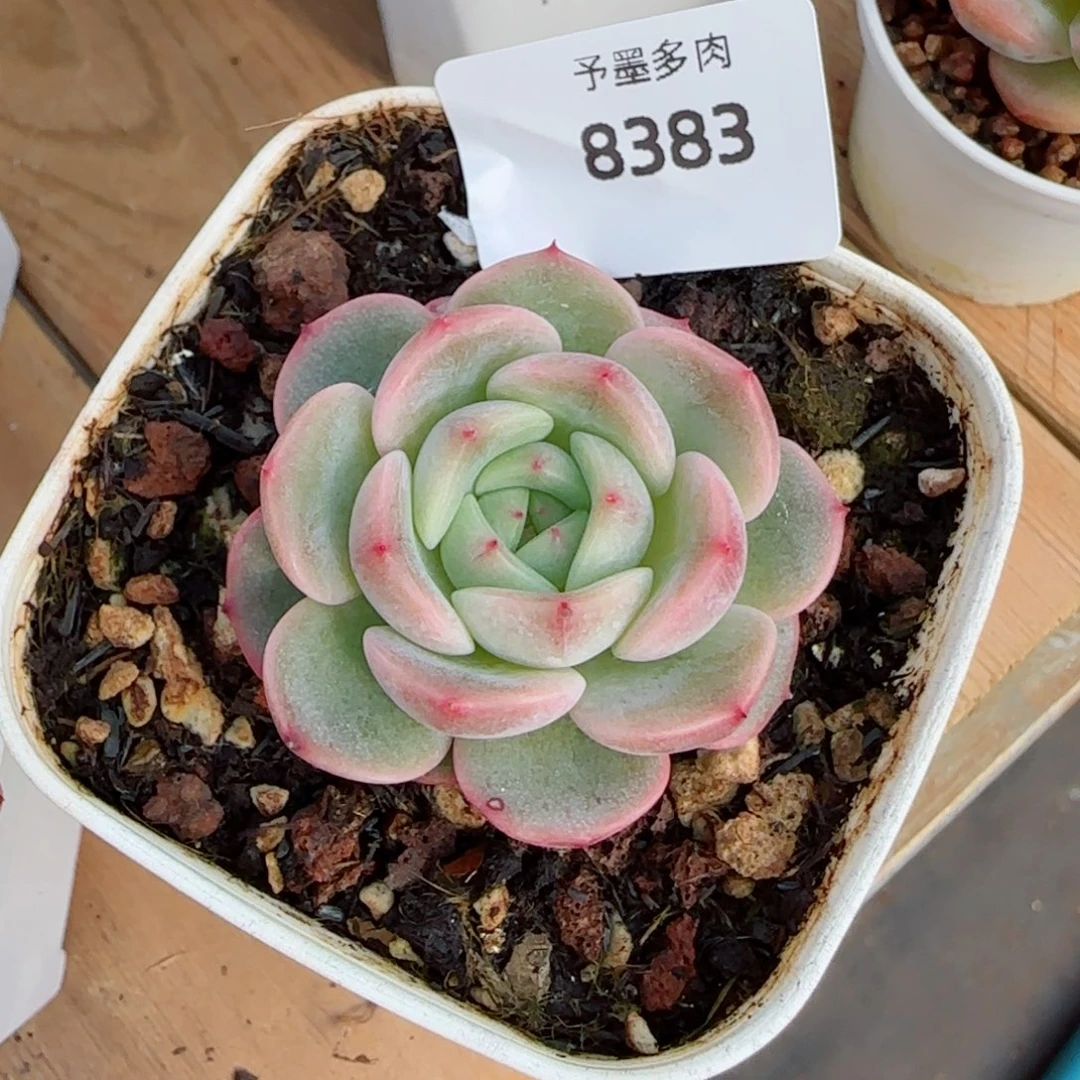 荔枝甜心，8383多肉植物