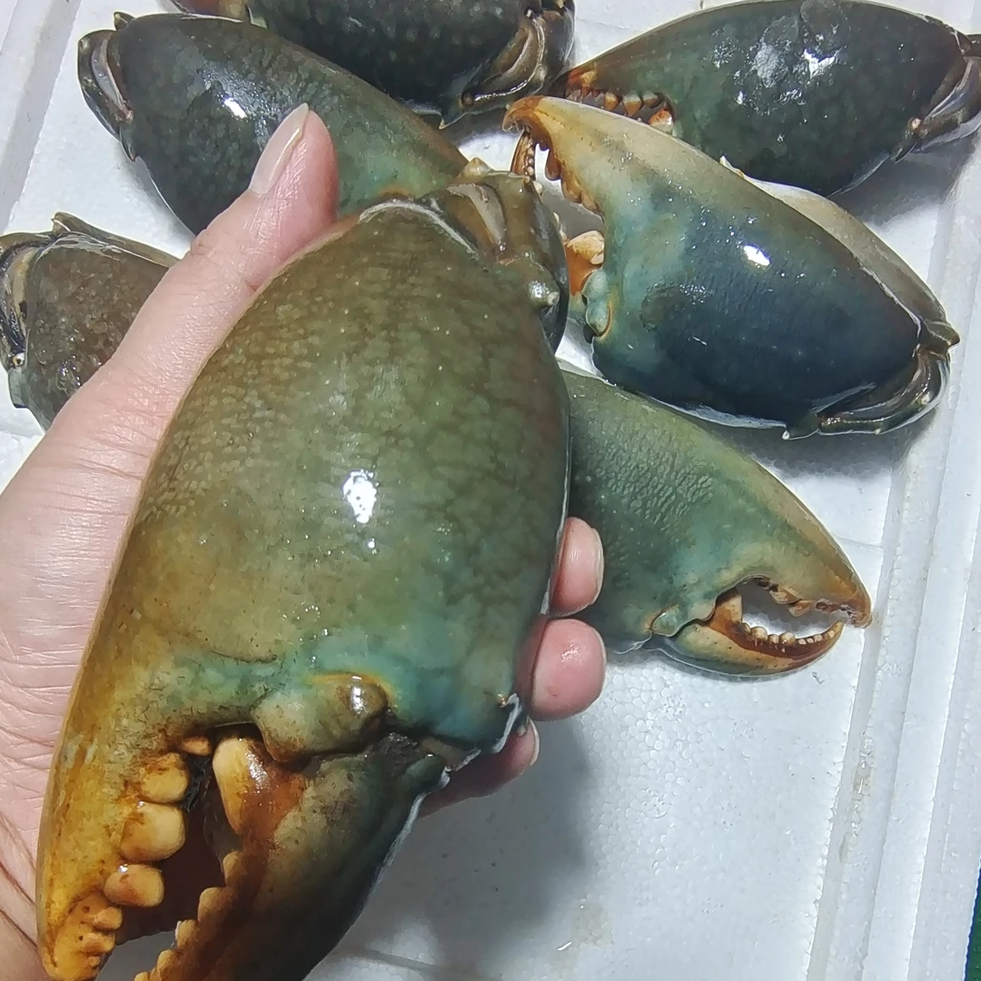 4斤巨型青蟹钳 新鲜青蟹钳 蟹脚活冻锁鲜 顺丰冷链