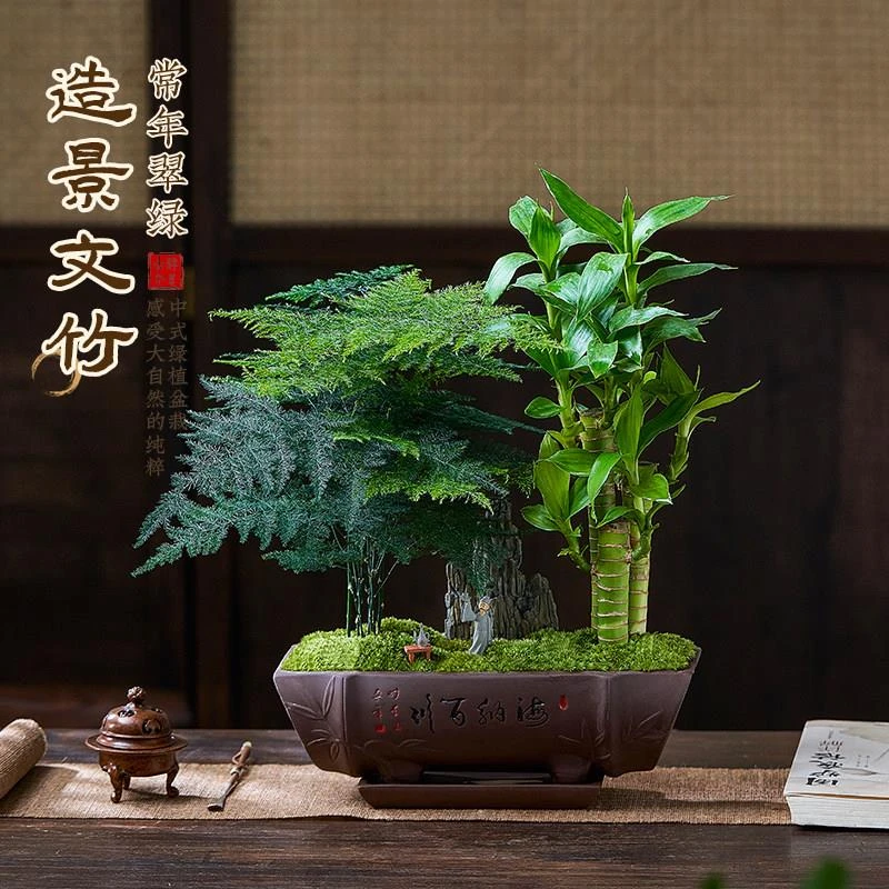 文竹盆栽发财树造型盆景室内客厅桌面中式禅意富贵竹植物摆件送礼