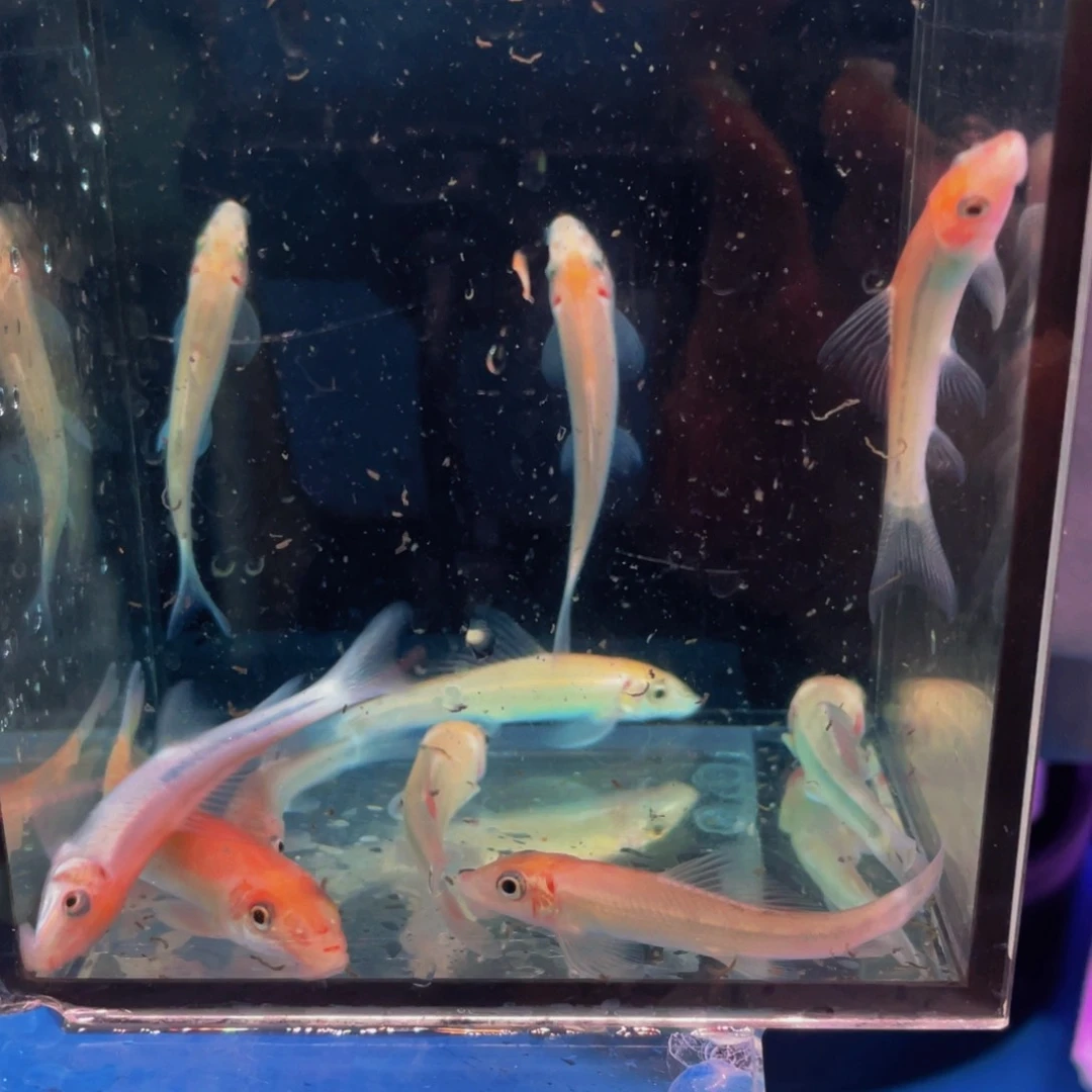 孔雀鱼工具鱼花台鼠7条