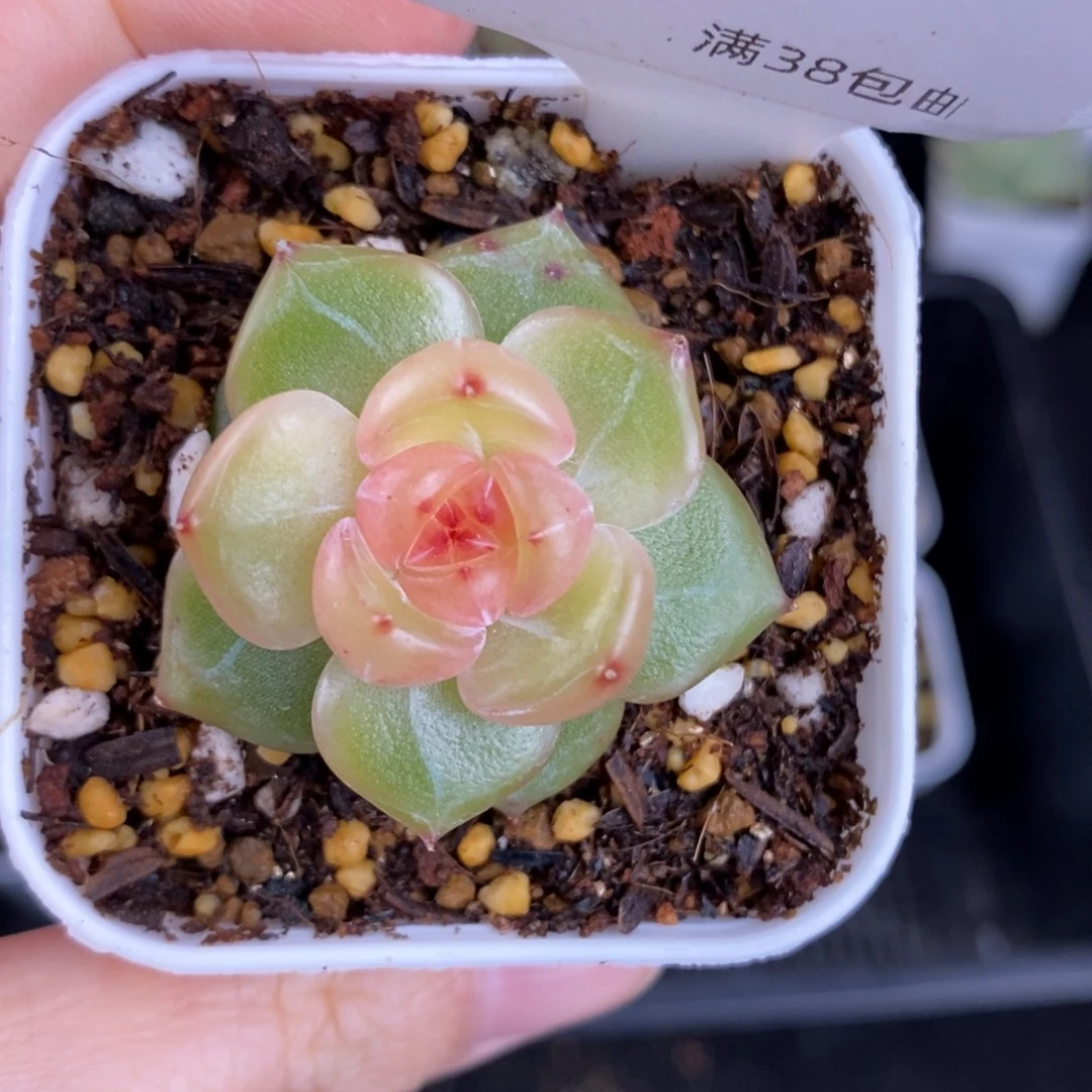 新品珍妮优选一颗59号