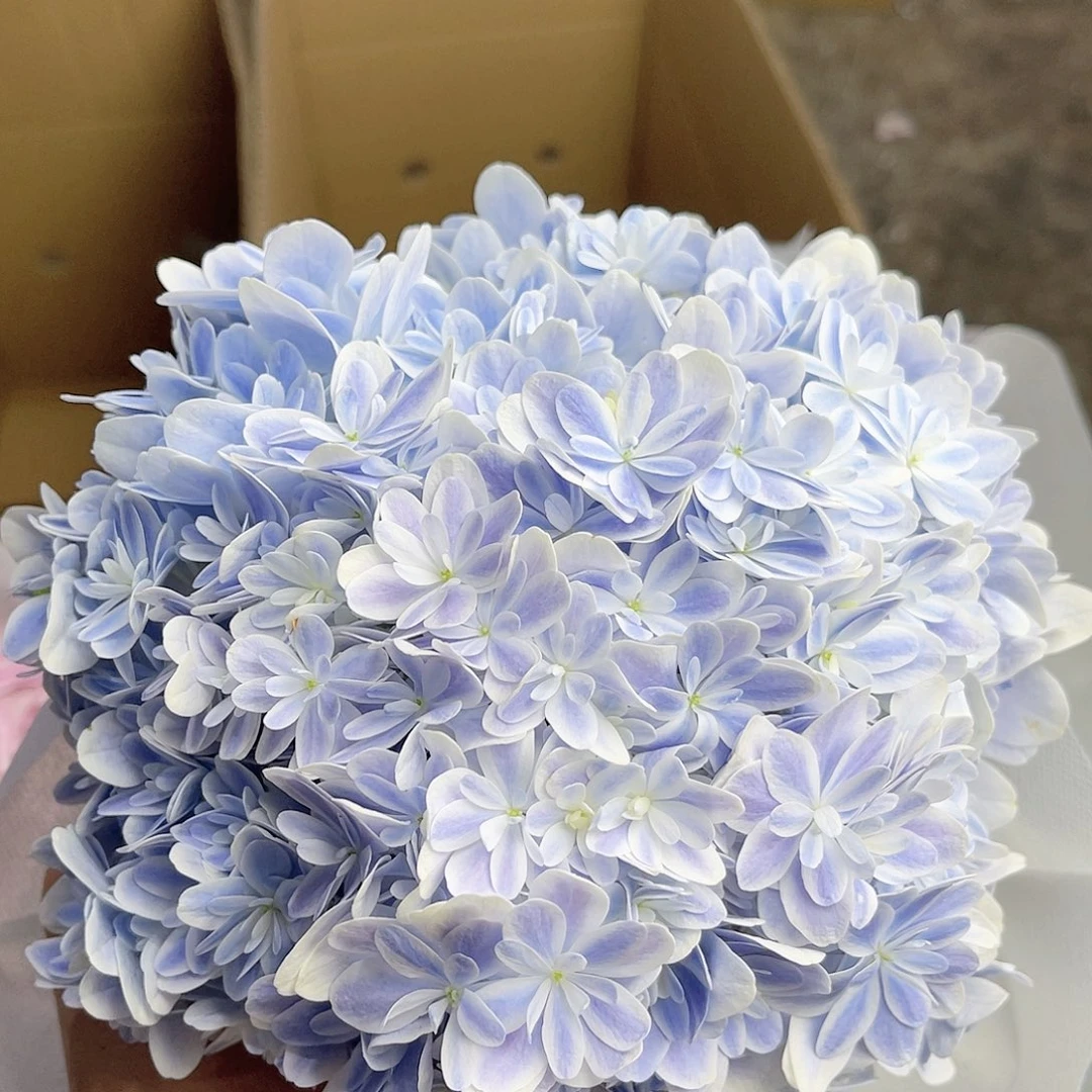 完全开放稀有绣球花390