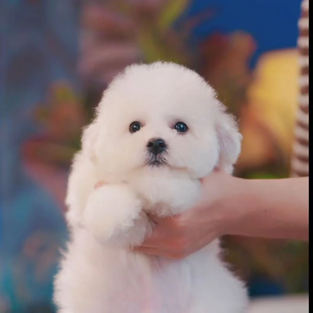 【天津爱宠屋】狗狗宠物活体链接