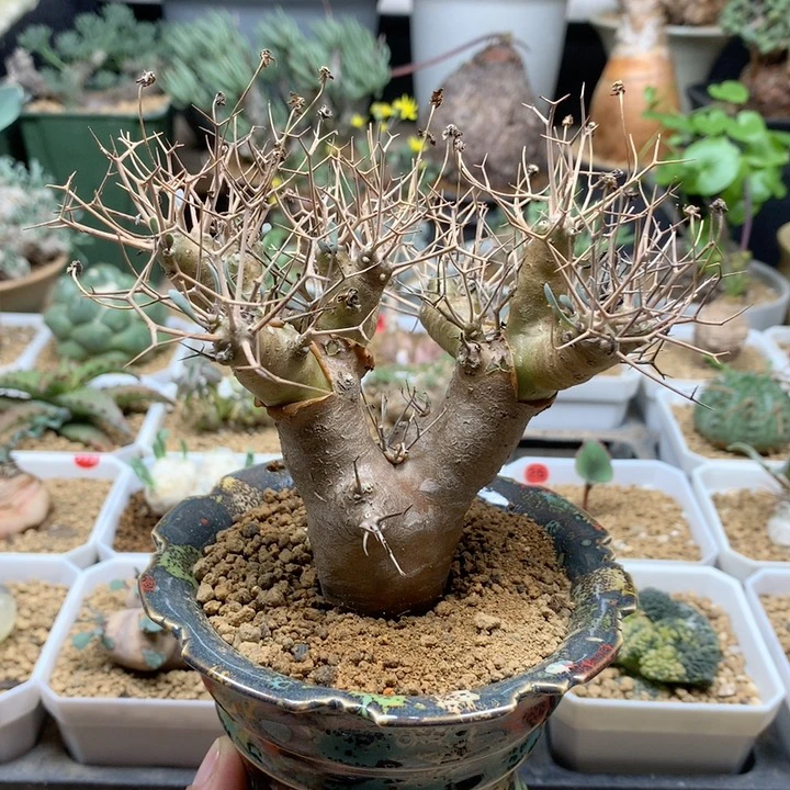 黑鬼殿厚敦菊母本脱土