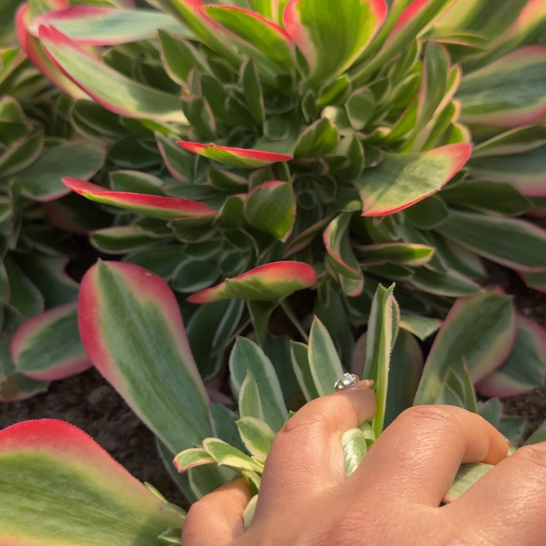 一**世183妖月。多肉植物