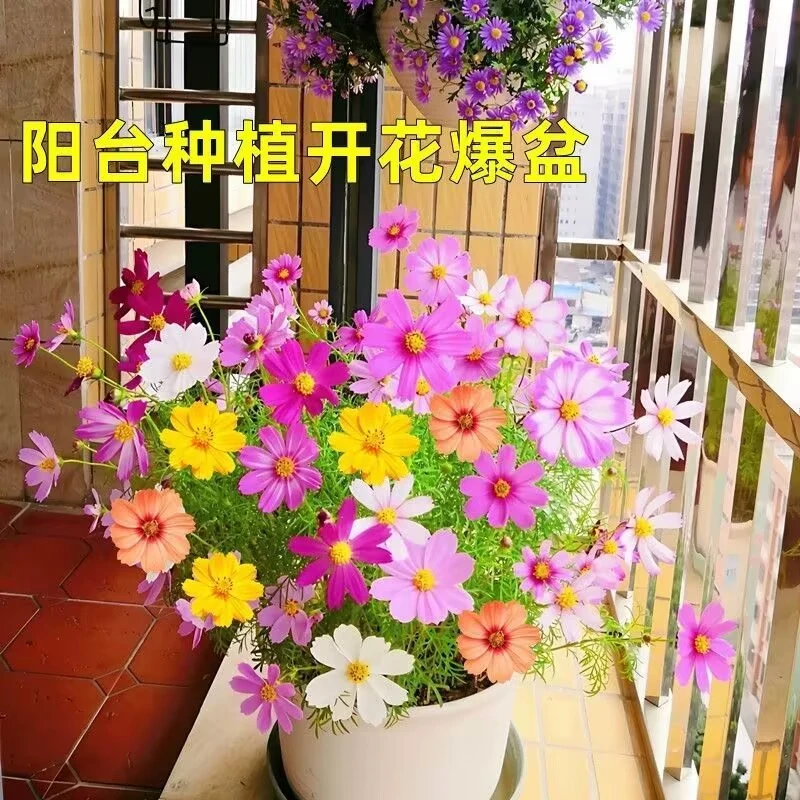 波斯菊格桑花种子七彩观赏庭院花卉阳台盆栽四季播种花卉花草种子