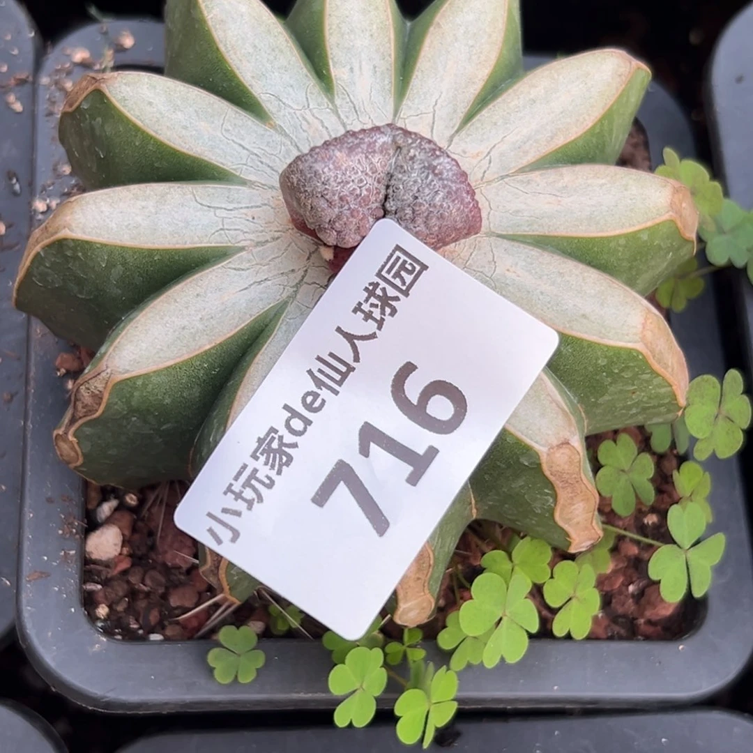 奏***乐716 仙人球的比赛将于