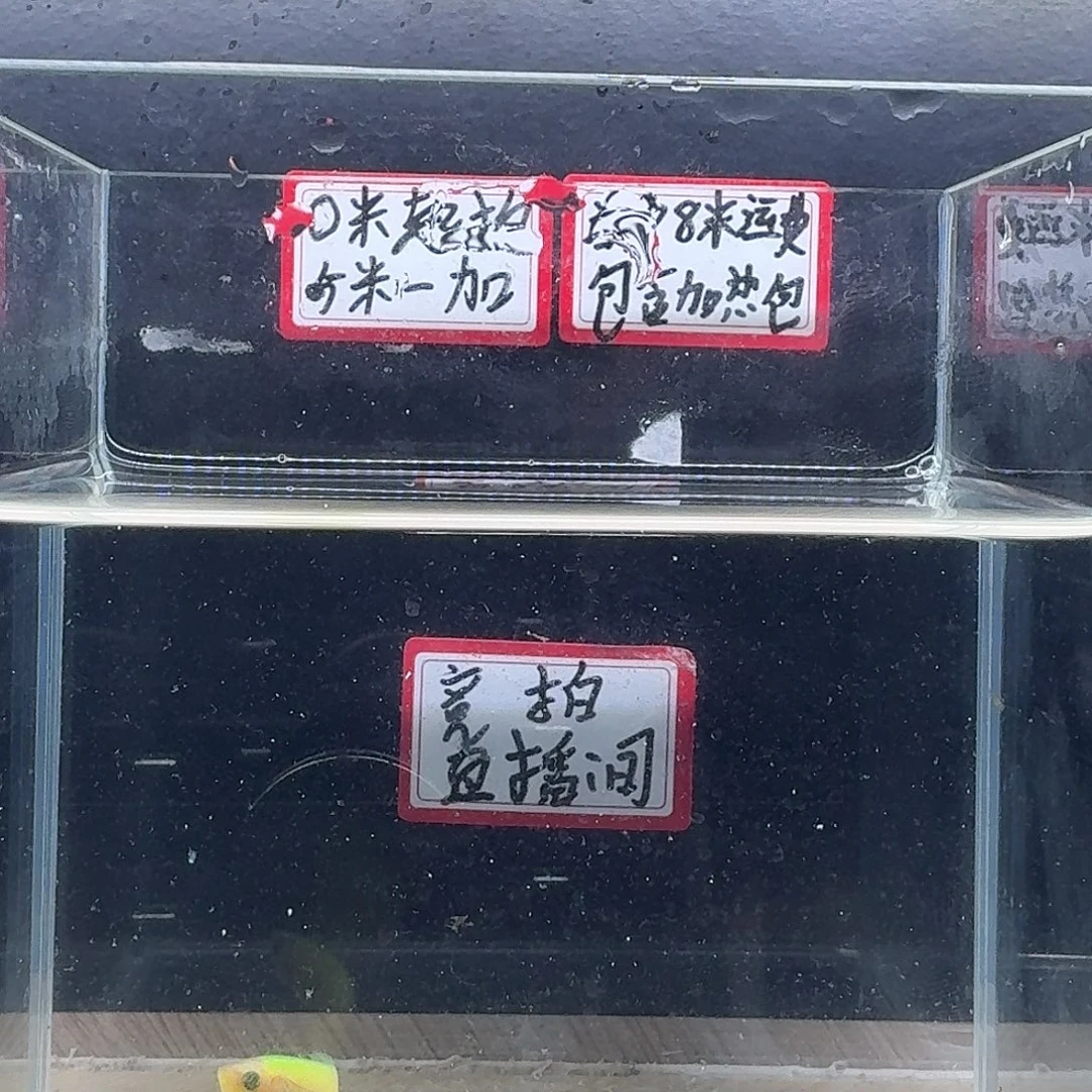 斗鱼泰国斗鱼母鱼