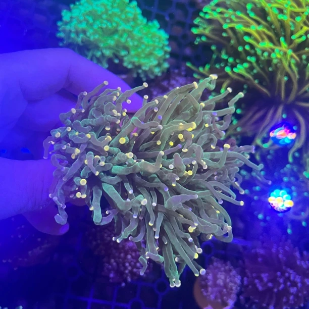印尼灯泡头沙巴金绿火柴黑火柴养定海缸荧光观赏海洋生物新手进阶