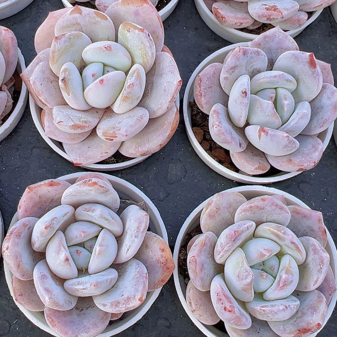 5厘米盆越差19包邮多肉