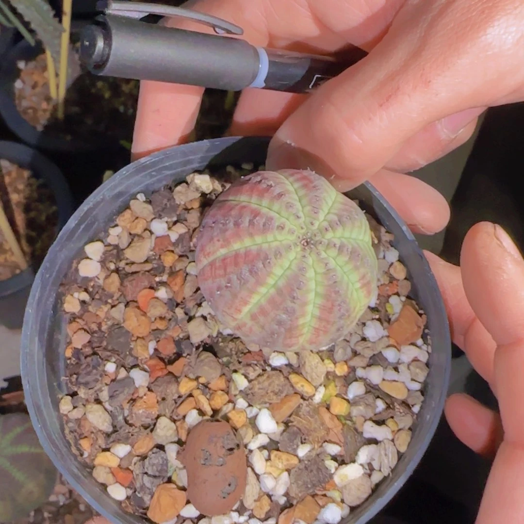 九***壹块根植物块根植物