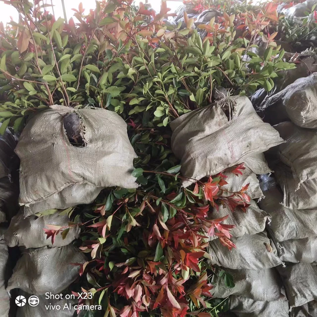 红叶石楠苗绿植耐寒小苗户外风景树园林花卉色块苗四季不落叶大叶