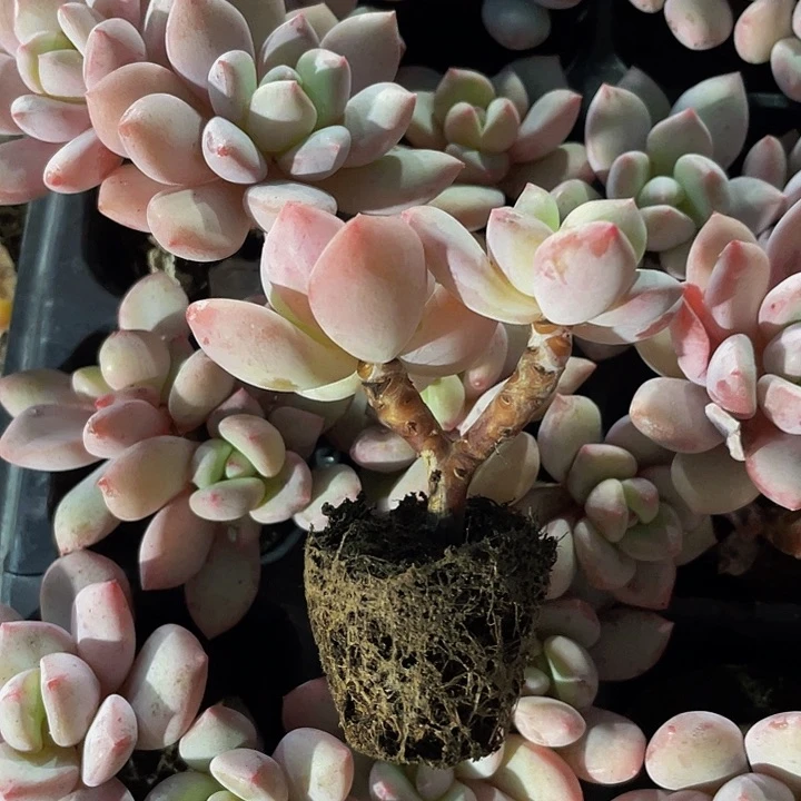 双头老庄小香水奶酪