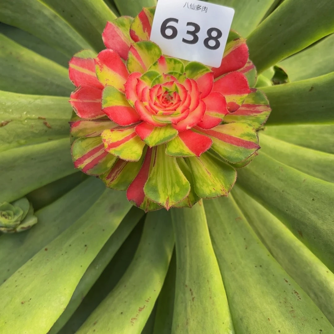 暖*?638多肉植物知否嫁接