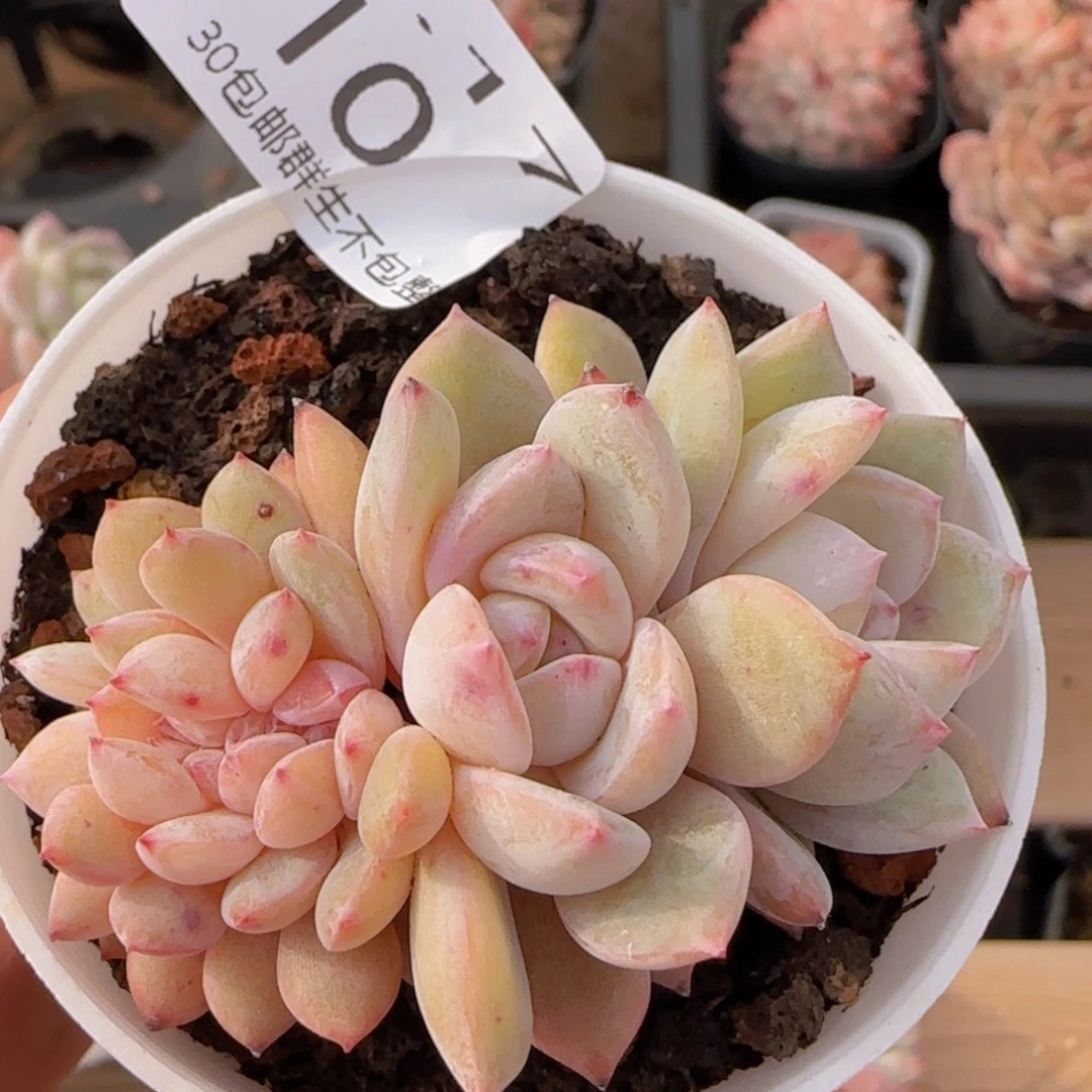 星影缀化七公分左右