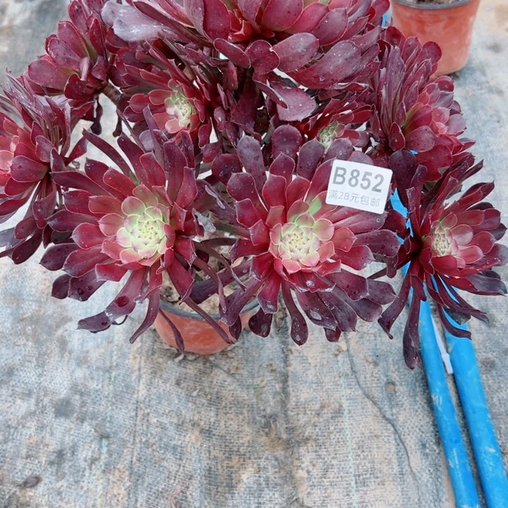 852红铜多肉植物