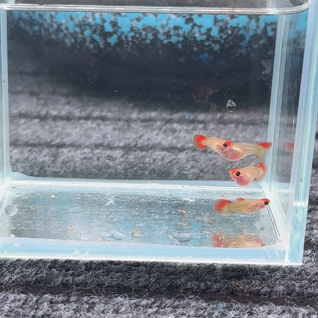 孔雀鱼红头玻璃猫两对