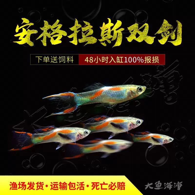 安德拉斯鱼孔雀鱼双剑水草缸小型热带淡水观赏鱼霓虹熊猫精灵活体