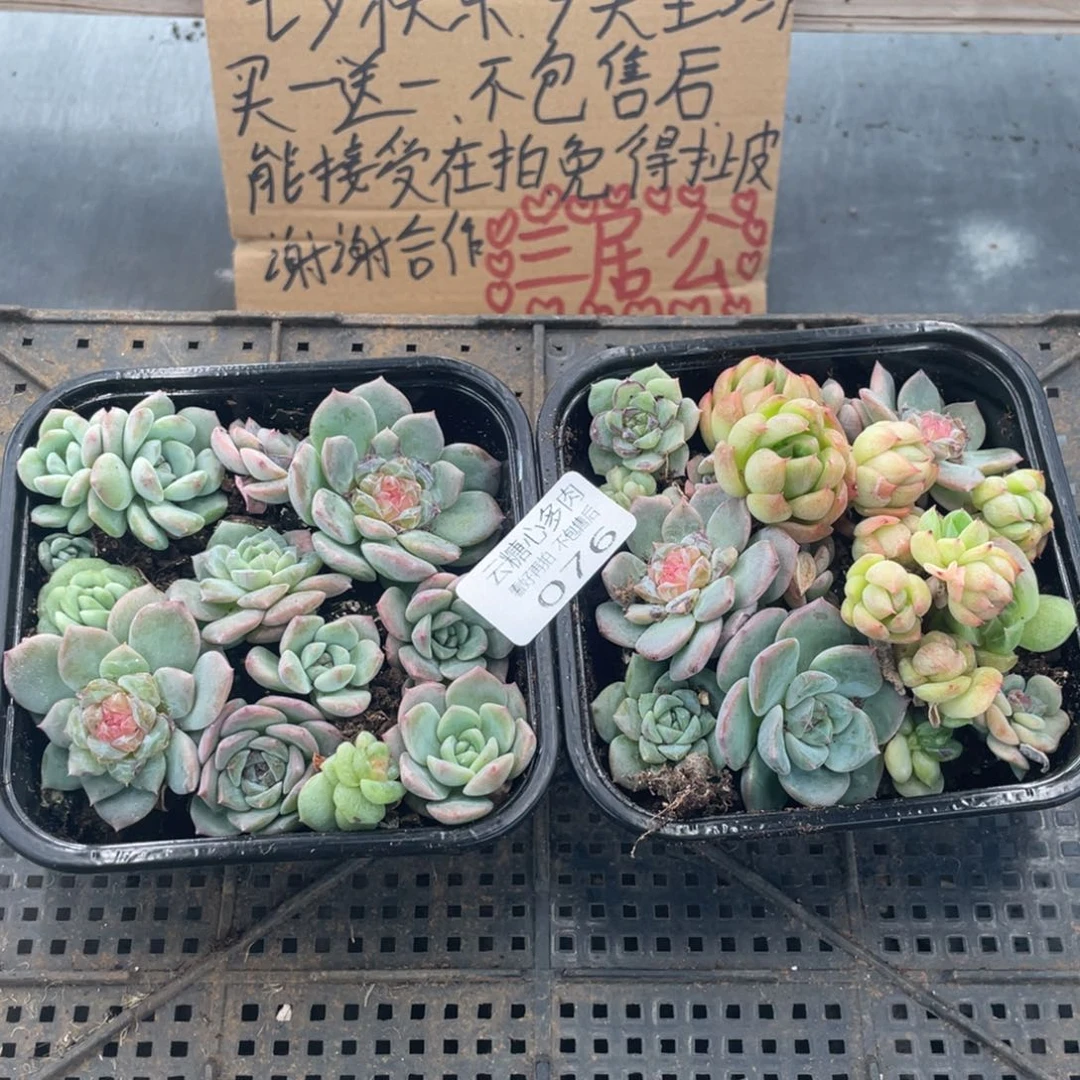 云糖心多肉植物76