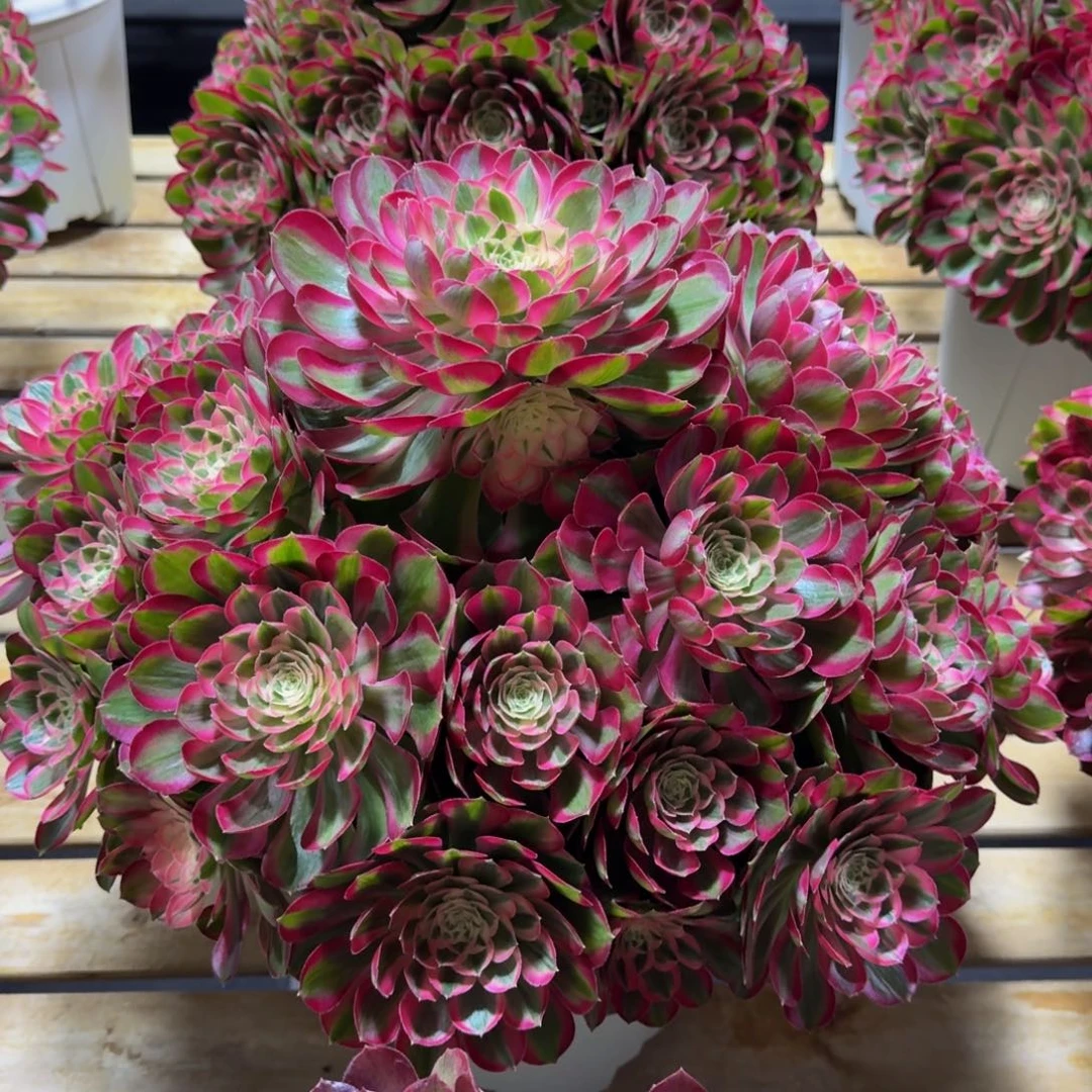 沁***源孔雀翎精品法师锦